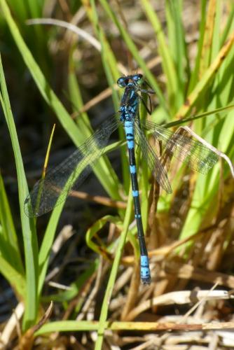 Coenagrion lunulatum